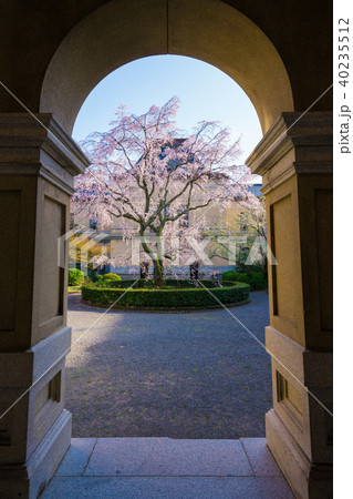 京都 京都府庁旧本館の枝垂れ桜の写真素材