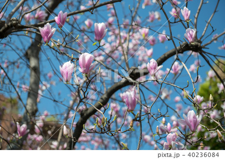 モクレンの花・千鳥ヶ淵公園（東京都） 40236084