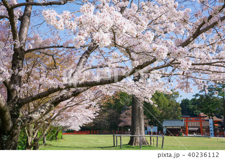 京都 上賀茂神社の桜 京都 上賀茂神社の桜 40236112