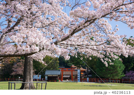 京都 上賀茂神社の桜 京都 上賀茂神社の桜 40236113