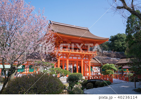 京都　上賀茂神社の楼門と桜　 40236114