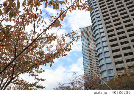 都市風景(東京都、隅田川、秋) 都市風景(東京都、隅田川、秋) 40236286