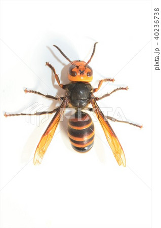 オオスズメバチ　白背景 40236738