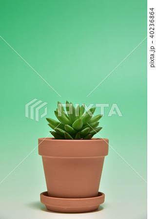 多肉植物　タマツヅリ 40236864