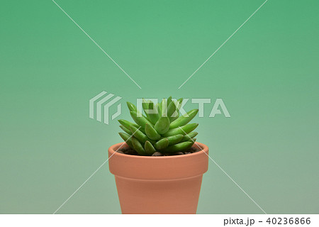 多肉植物　タマツヅリ 40236866