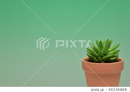 多肉植物　タマツヅリ 40236868