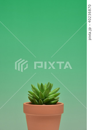 多肉植物　タマツヅリ 40236870