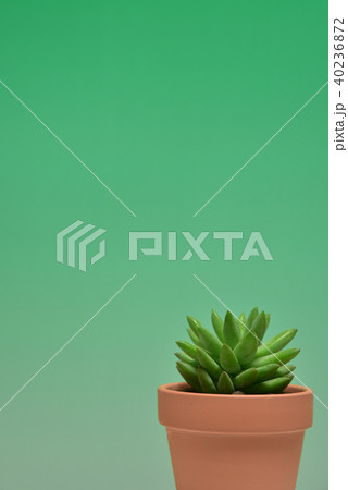 多肉植物　タマツヅリ 40236872