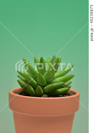 多肉植物　タマツヅリ 40236875