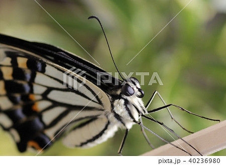 アオネアゲハ20頭 アゲハ蝶の頭部拡大の写真素材 [40236980] - PIXTA