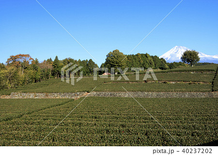 絶景風景（静岡県、茶畑、冬） 40237202