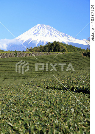 絶景風景 静岡県 茶畑 冬 の写真素材