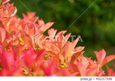 ベニアカメ3 ベニアカメ3 40237396