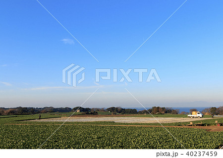 田園風景（神奈川県、三浦市、冬） 40237459