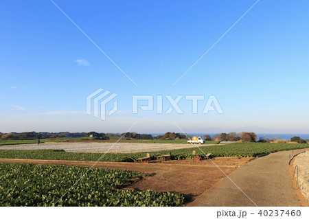 田園風景(神奈川県、三浦市、冬) 田園風景(神奈川県、三浦市、冬) 40237460