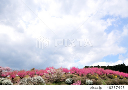 天野の里　ハナモモの丘 40237493