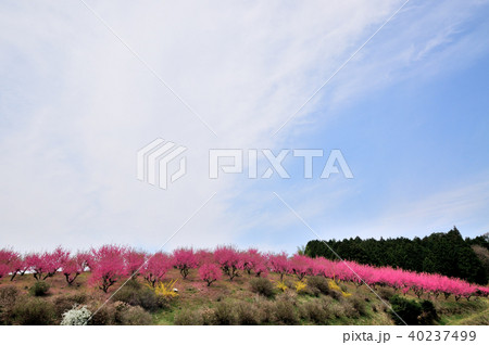 天野の里　ハナモモの丘 40237499