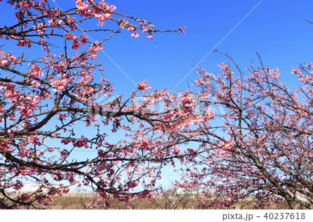 三浦海岸の河津桜 40237618
