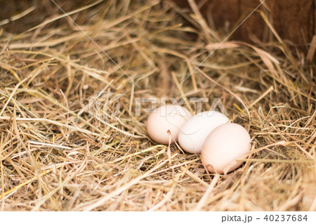 Fresh chicken eggs Fresh chicken eggs 40237684