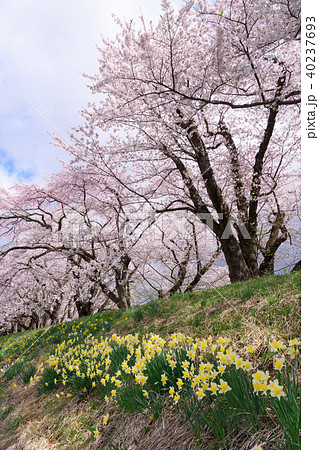角館の桧木内川堤の桜 40237693