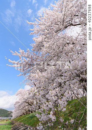 角館の桧木内川堤の桜 角館の桧木内川堤の桜 40237698
