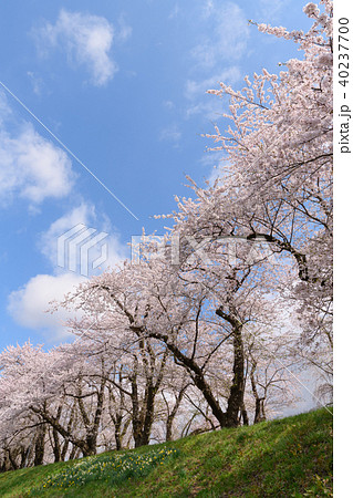 角館の桧木内川堤の桜 40237700