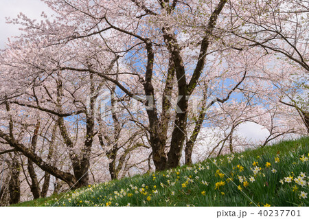 角館の桧木内川堤の桜 40237701