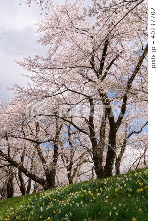角館の桧木内川堤の桜 40237702