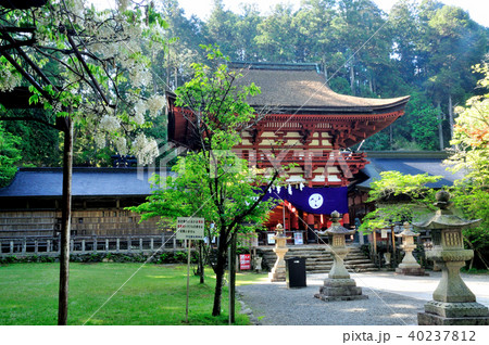 丹生都比売神社の楼門と藤の花 40237812