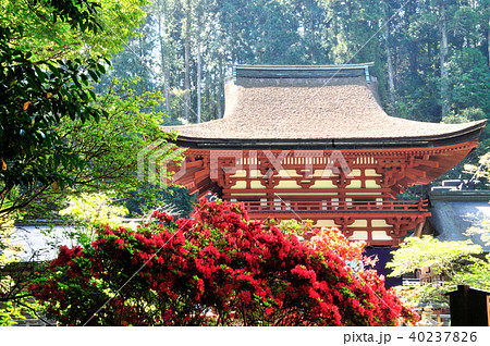 丹生都比売神社の楼門とツツジ 丹生都比売神社の楼門とツツジ 40237826