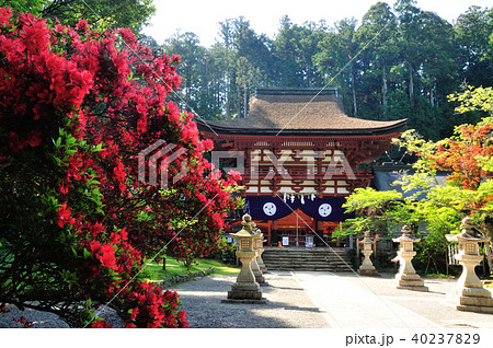 丹生都比売神社の楼門とツツジ 40237829