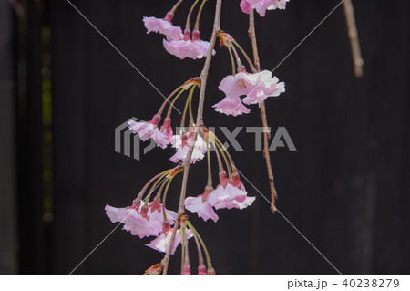 角館の桜 40238279