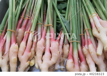 しょうが 40238323