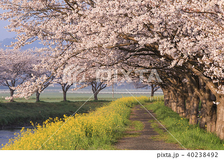 草場川の桜並木の写真素材