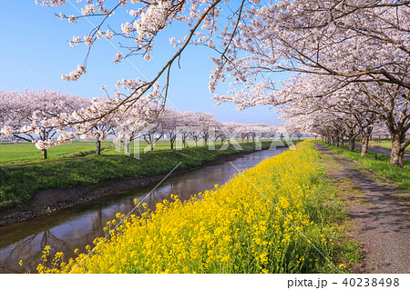 草場川の桜並木の写真素材