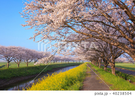 草場川の桜並木の写真素材