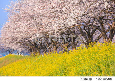 草場川の桜並木 40238506