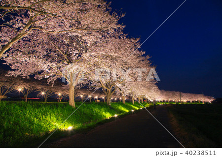 草場川の桜並木 40238511