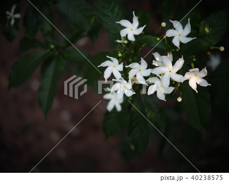 white Gerdenia Crape Jasmine, white flowers white Gerdenia Crape Jasmine, white flowers 40238575