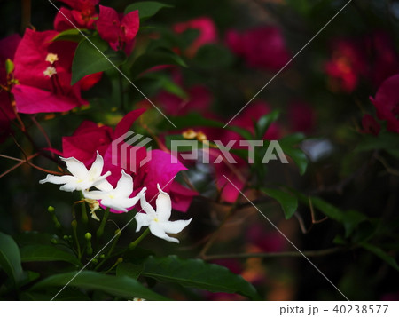 white Gerdenia Crape Jasmine, white flowers  40238577