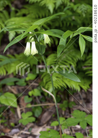 ホウチャクソウ ホウチャクソウ 40238610