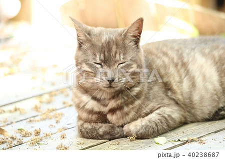 笑ってる 寝てる 猫の写真素材