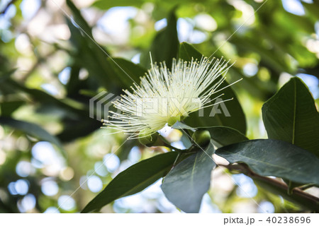 レンブの花1輪 40238696