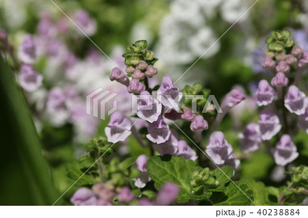 タツナミソウ 40238884