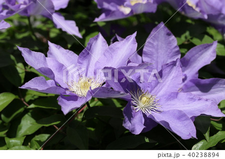 クレマチス 40238894