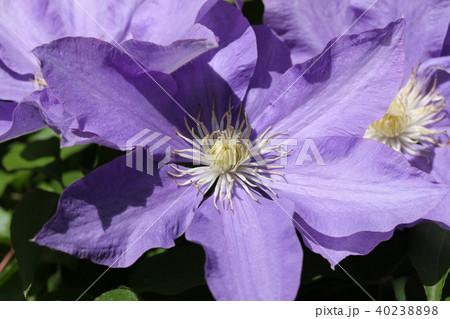 クレマチス クレマチス 40238898