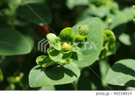 ヒペリカムのつぼみ 40238914