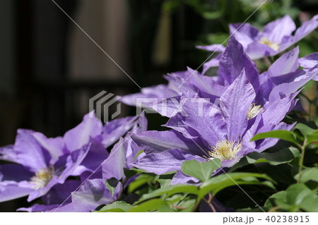 クレマチス 40238915