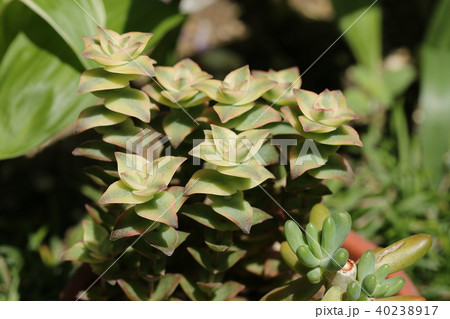 南十字星/クラッスラ 南十字星/クラッスラ 40238917