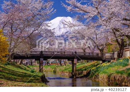 忍野八海　富士山と桜 40239127